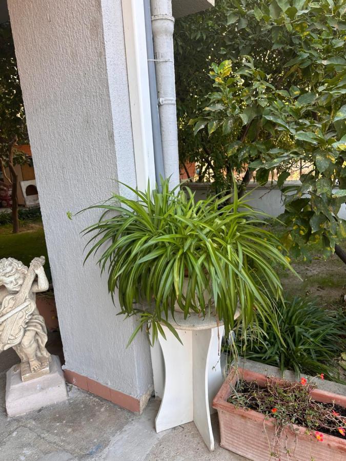 Ajoaolbia B&B Εξωτερικό φωτογραφία